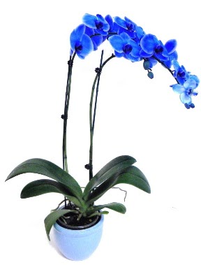 Seramikli 2 dall sper esiz mavi orkide ankara ieki ukurambar ucuz iek gnder 