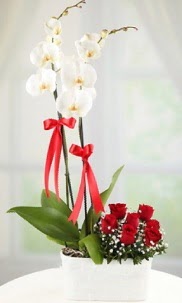 2 dall beyaz orkide ve 7 krmz gl ukurambar iek online iek siparii 