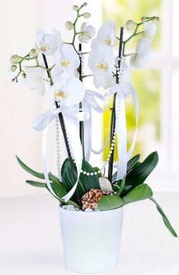 3 dall beyaz orkide ukurambar cicek , cicekci  