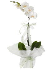 1 dal beyaz orkide iei Ankara ukurambar iek sat online ieki , iek siparii 