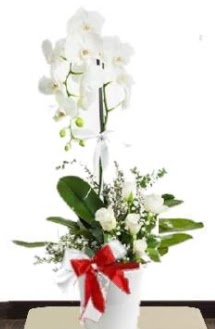 Tek dall beyaz orkide 5 beyaz gl ukurambar ankara iek maazas , ieki adresleri 