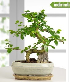 S eklinde ithal gerek bonsai japon aac Ankara ukurambar kaliteli taze ve ucuz iekler 