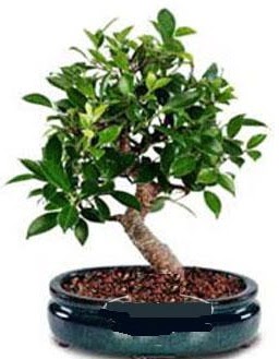 5 yanda japon aac bonsai bitkisi ankara iek yolla ukurambar ieki telefonlar 