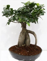 5 yanda japon aac bonsai bitkisi Ankara ukurambar kaliteli taze ve ucuz iekler 