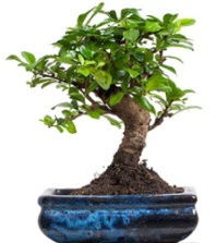 5 yanda japon aac bonsai bitkisi Ankara ukurambar 14 ubat sevgililer gn iek 