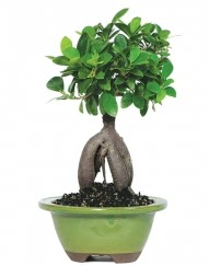 5 yanda japon aac bonsai bitkisi ukurambar ankara nternetten iek siparii 
