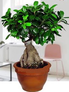 5 yanda japon aac bonsai bitkisi Ankara ukurambar iek yolla , iek gnder , ieki  