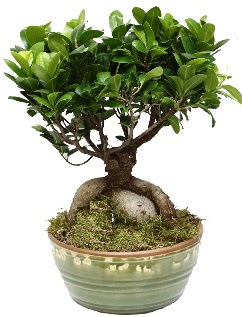 Japon aac bonsai saks bitkisi ukurambar iek siparii vermek 