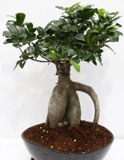 Japon aac bonsai saks bitkisi ukurambar cicek , cicekci 