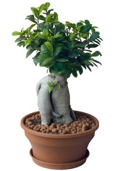 Japon aac bonsai saks bitkisi Ankara ukurambar cicekciler , cicek siparisi 