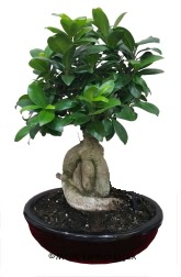 Japon aac bonsai saks bitkisi ukurambar Ankara hediye sevgilime hediye iek 