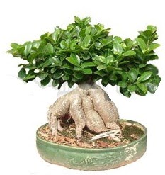 Japon aac bonsai saks bitkisi Ankara ukurambar cicekciler , cicek siparisi 