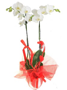 2 dall beyaz orkide bitkisi Ankara ukurambar iek yolla 