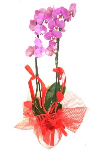 2 dall mor orkide bitkisi Ankara ukurambar 14 ubat sevgililer gn iek 