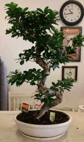 100 cm yksekliinde dev bonsai japon aac ukurambar iek siparii vermek 