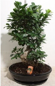 75 CM Ginseng bonsai Japon aac ukurambar iek online iek siparii 