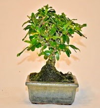 Zelco bonsai saks bitkisi ankara ieki ukurambar ucuz iek gnder 