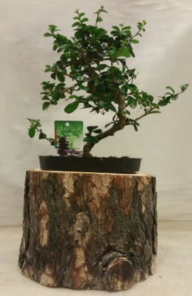 Doal ktk iinde bonsai japon aac ukurambar iek siparii vermek 