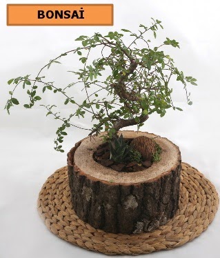Doal aa ktk ierisinde bonsai bitkisi Ankara ukurambar online iek gnderme sipari 