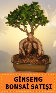 Ginseng bonsai sat japon aac ukurambar ankara nternetten iek siparii 