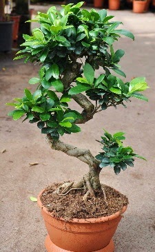 Orta boy bonsai saks bitkisi ukurambar ankara ieki telefonlar yurtii ve yurtd iek siparii 
