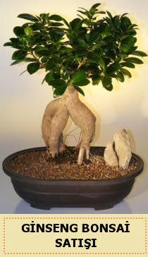 thal Ginseng bonsai sat japon aac ukurambar ankara iek maazas , ieki adresleri 