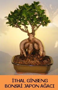 thal japon aac ginseng bonsai sat ukurambar iek siparii vermek 