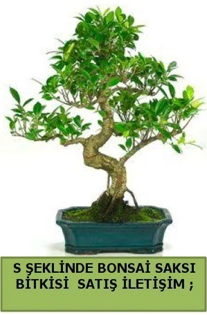 thal S eklinde dal erilii bonsai sat Ankara ukurambar cicekciler , cicek siparisi 