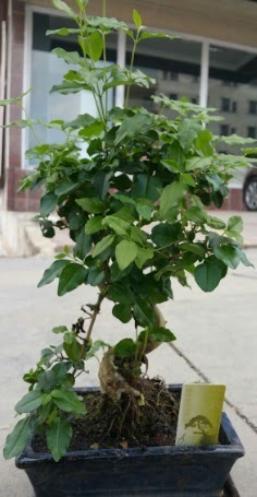 Bonsai japon aac saks bitkisi Ankara ukurambar iek sat online ieki , iek siparii 