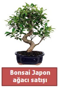 Japon aac bonsai sat ukurambar ankara iek maazas , ieki adresleri 