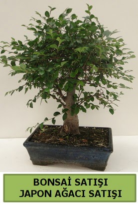 Minyatr bonsai japon aac sat Ankara ukurambar online iek gnderme sipari 