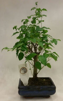 Minyatr bonsai japon aac sat ukurambar Ankara iek gnder uluslararas iek gnderme 