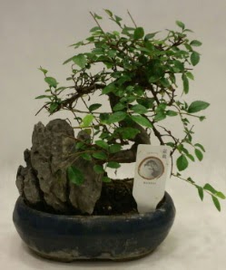 thal 1.ci kalite bonsai japon aac Ankara ukurambar 14 ubat sevgililer gn iek 