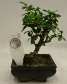 Kk minyatr bonsai japon aac Ankara ukurambar cicekciler , cicek siparisi 