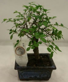 Minyatr ithal japon aac bonsai bitkisi Ankara ukurambar 14 ubat sevgililer gn iek 