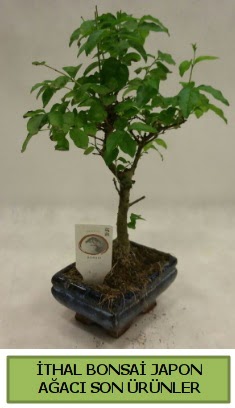thal bonsai japon aac bitkisi ieki ukurambar ankara iek sat 