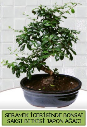 Seramik vazoda bonsai japon aac bitkisi ukurambar ankara iek maazas , ieki adresleri 