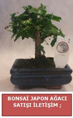 Japon aac minyar bonsai sat Ankara ukurambar 14 ubat sevgililer gn iek 