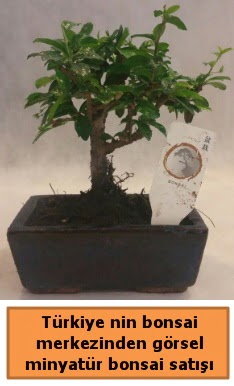 Japon aac bonsai sat ithal grsel ukurambar cicek , cicekci 