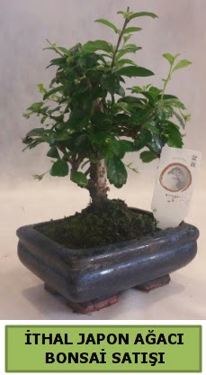 thal japon aac bonsai bitkisi sat ukurambar Ankara iek gnder uluslararas iek gnderme 