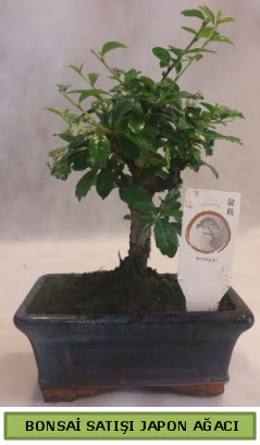 Minyatr bonsai aac sat Ankara ukurambar cicekciler , cicek siparisi 