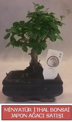 Kk grsel bonsai japon aac bitkisi ukurambar anneler gn iek yolla 