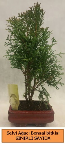 Selvi aac bonsai japon aac bitkisi Ankara ukurambar 14 ubat sevgililer gn iek 