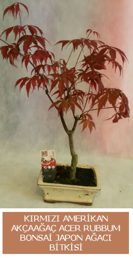 Amerikan akaaa Acer Rubrum bonsai Ankara ukurambar iek yolla 