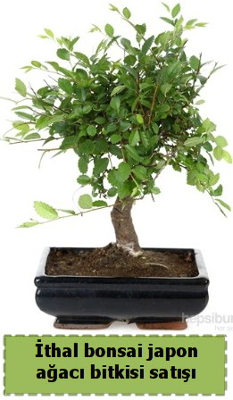 thal bonsai saks iei Japon aac sat ukurambar iek siparii vermek 