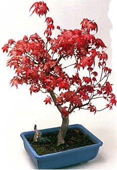 Amerikan akaaa bonsai bitkisi ukurambar cicek , cicekci 