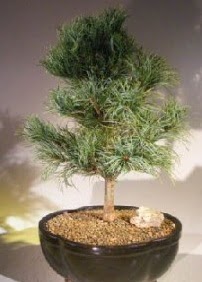 am aac bonsai bitkisi sat ukurambar Ankara hediye sevgilime hediye iek 