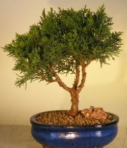 Servi am bonsai japon aac bitkisi ukurambar cicek , cicekci 