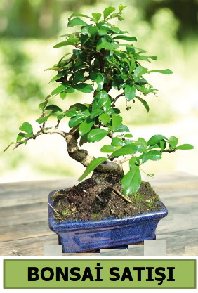 am bonsai japon aac sat Ankara ukurambar 14 ubat sevgililer gn iek 