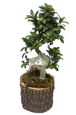 Doal ktkte bonsai saks bitkisi ukurambar iek siparii vermek 
